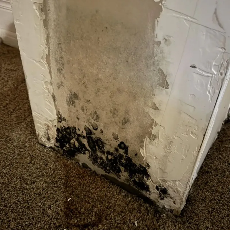 Professional Mold Removal in North East, PA